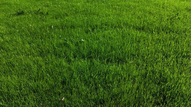 TS Green grass texture. Irregular tracking shot