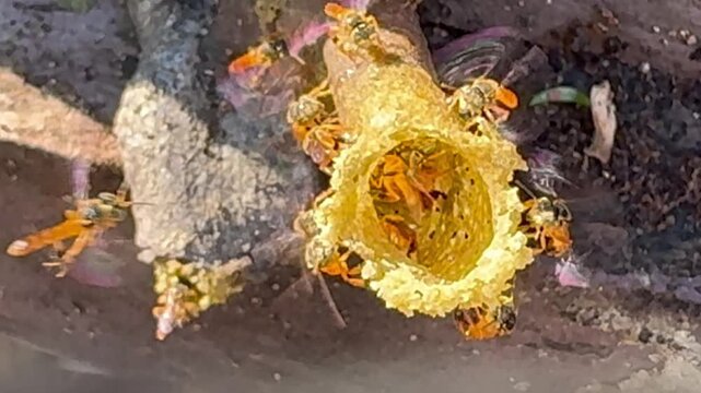 The Jata&iacute; bee (Tetragonisca angustura), a stingless bee, native to South and Central America, builds its nest with a tube-shaped entrance made of wax and resin.