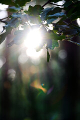 Wooden summer area. Green plants and wild flowers. tree branches. bokeh