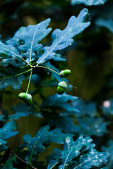 Wooden summer area. Green plants and wild flowers. tree branches. bokeh