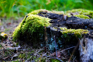 Green moss.green wooden area. summer