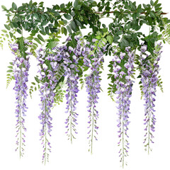 Obraz premium Cascading wisteria vine with its fragrant purple on transparent background,&nbsp;png