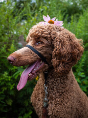 puppy poodle
