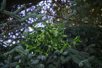Green mistletoe growing on a spruce branch.
