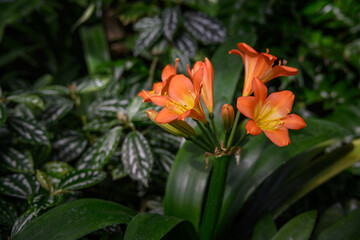 Orange clivia flowers in the conservatory.