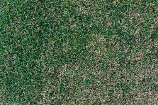 natoral lawn, green grass, summer day, abstract pattern, texture, background, copy space