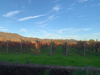 vineyard in autumn