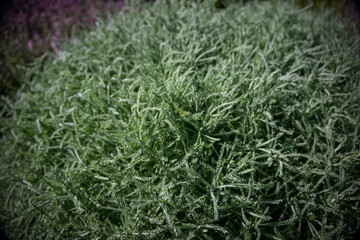 Interesting smelling leaves of an outdoor plant.