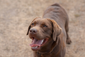 brown labrador at walk outdoors in field, tongue out, dogwalking concept