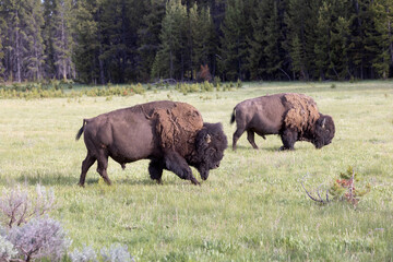 Buffalo Brothers