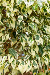 Ficus benjamina also known as the ficus tree
