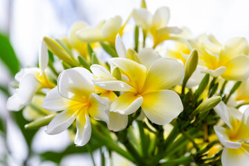 White and yellow plumeria flowers with leaves on the tree