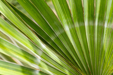 Close up of a green palm leaf