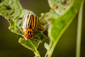 A Colorado potato beetle is munching on a green leaf under bright sunlight. Its distinctive striped shell and vibrant coloration stand out against the foliage.