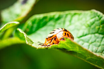 Colorado Potato Beetle Crawling on Leaf in a Garden During Late Summer