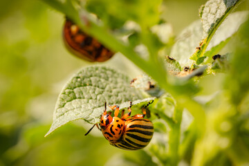 Colorado Potato Beetle Actively Feeding on Leaf During Sunny Day in Summer