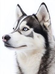 Siberian Husky dog close-up, isolated on white background