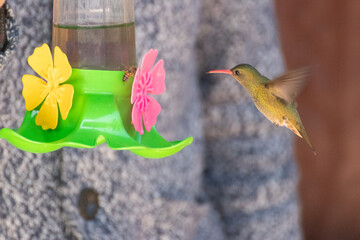 Picaflor bebiendo agua © GABRIELA