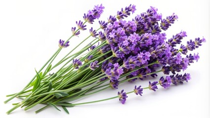 Delicate purple lavender flowers with soft green stems are arranged in a beautiful bunch, isolated on a pure white background, exuding serenity and elegance.