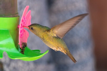 Colibrí doméstico © GABRIELA