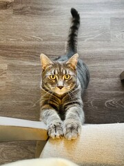 My cat begging for food