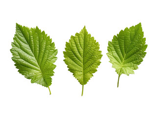 Fototapeta premium green leafs isolated