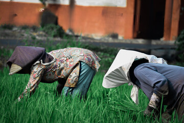 A vivid image capturing Indonesian farmers bending over lush green rice fields, showcasing...