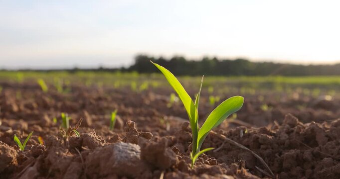 sunset in a field with young corn sprouts in a fertile field, part of the field where corn is grown in summer, the sunset is yellow