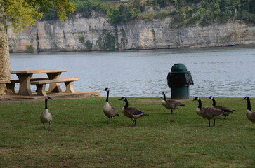 family of geese
