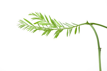 Fototapeta premium Single green branch with delicate leaves on white background