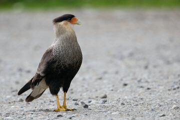 Crested Caracara Standing on Gravel Path