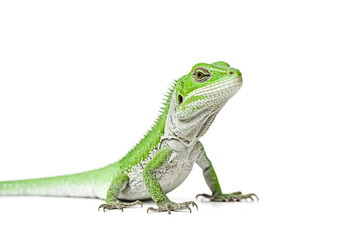 Fototapeta premium Green Iguana Lizard with White Background