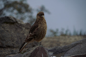Juvenile bird with brown plumage perches on a rocky ledge, surveying its surroundings with a calm demeanor.