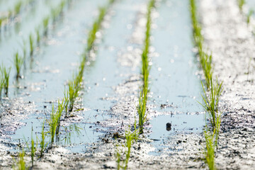 Paddy field after rice planting, summer scenery