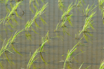 Paddy field after rice planting, summer scenery