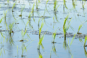 Paddy field after rice planting, summer scenery