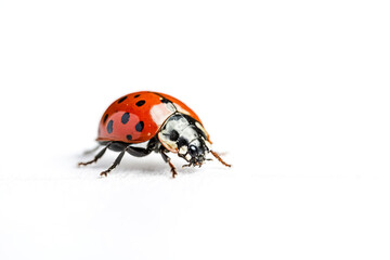 Obraz premium Close-Up of a Ladybug on a White Background