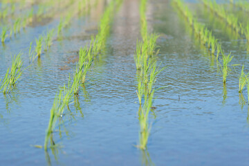 Paddy field after rice planting, summer scenery