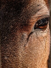 close up of a head of a fallow deer