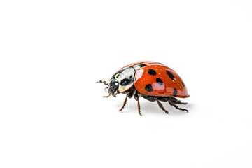 Fototapeta premium Ladybug on White Background