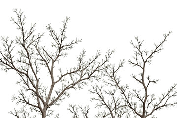 Bare Branches of a Tree against a White Background