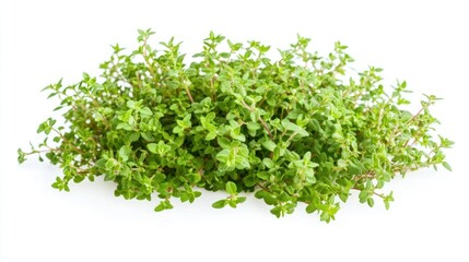 Fototapeta premium Fresh Thyme Sprigs Isolated on White Background