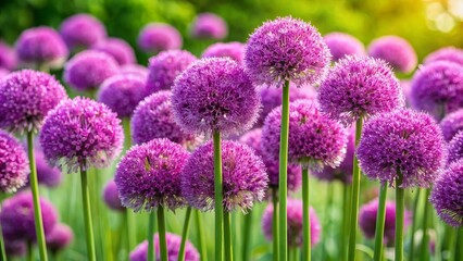 Obraz premium Vibrant rosy purple flower clusters bloom on strong stems amidst a compact clump of glossy green leaves in this ornamental onion perennial plant.