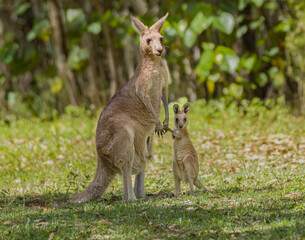 Eastern grey kangaroo with its young joey, nature background scene. © alec