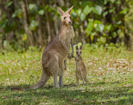 Eastern grey kangaroo with its young joey, nature background scene.