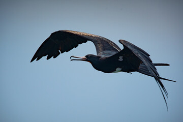 Christmas island frigatebird (fregata andrewsi) on a flight over Jakarta Bay, Indonesia. Flat sky background