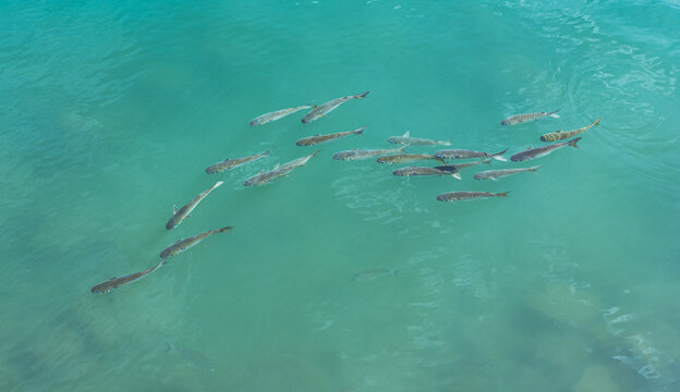 Mullet swimming near the surface during breeding season in Australia