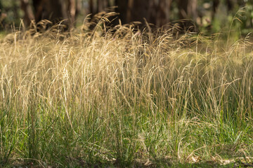 Obraz premium Sunlit golden grass background nature scene.