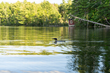 A common Loon on a New Hampshire lake surrounded by lush greenery.