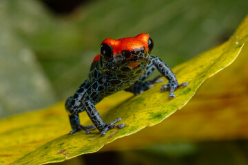 POISON FROG ENDEMIC TO THE AMAZON FORESTS OF LORETO IN PERU, RED POISON FROG, EYE-CATCHING INTENSE RED COLOR OF A SMALL ENDEMIC AND HIGHLY APPRECIATED AMPHIBIAN